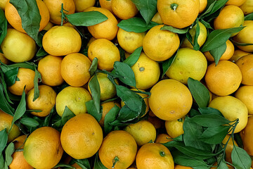 Background of natural orange mandarins with green leaves