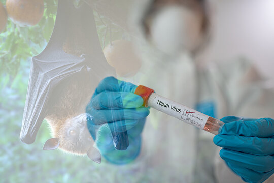 Nipah virus (NiV) structure, a zoonotic paramyxovirus transmitted by fruit bats. Medical concept for encephalitis outbreak, pandemic alert, and virology research visuals.