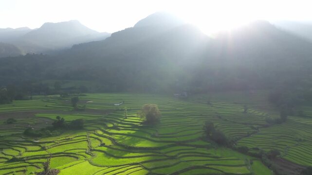 Golden light kissing rice field: A sunlit scene of a lush rice field, its terraces etched into the land, beneath a sky streaked with the warm glow of sunset and verdant mountains.