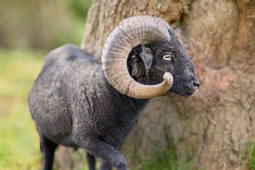 A magnificent black ouessant ram with impressive curved horns stands by a tree trunk in nature, looking alertly to the right with its striking eye. © erwin