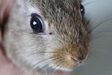 Lapin de garenne gros plan