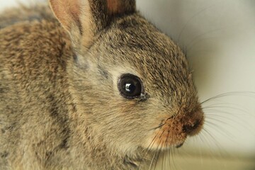 Lapin de garenne t&ecirc;te