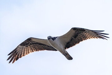 Osprey in flight