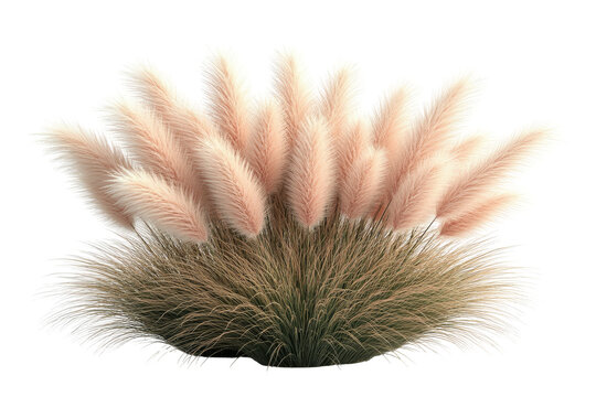 Pampas grass tuft; beige, brown, ethereal, isolated