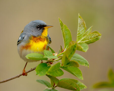 A male northern parula posing on a branch during spring migration