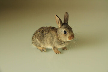 Petit lapin de garenne