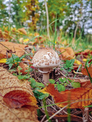 Small parasol mushroom growing on the forest ground, covered with fallen autumn leaves