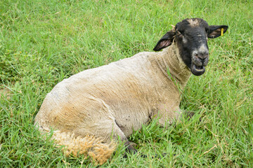 Obraz premium Suffolk sheep lying on the grass