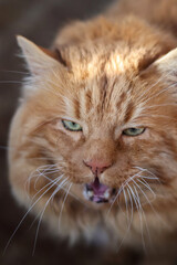 funny portrait of a red cat of breed Kurilian Bobtail