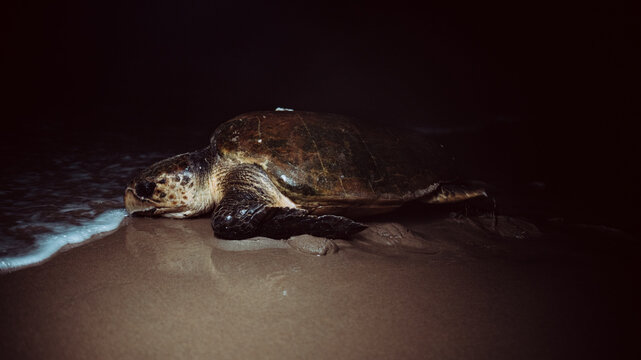 View of a sea turtle resting on the wet sand under the darkness of the night, with the waves crashing gently, Ponta do Ouro, Maputo Province, Mozambique.