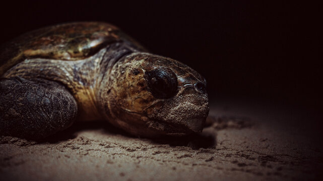 View of a majestic sea turtle, its textured shell gleaming softly against the sand, a peaceful encounter in the coastal darkness, Ponta do Ouro, Mozambique.