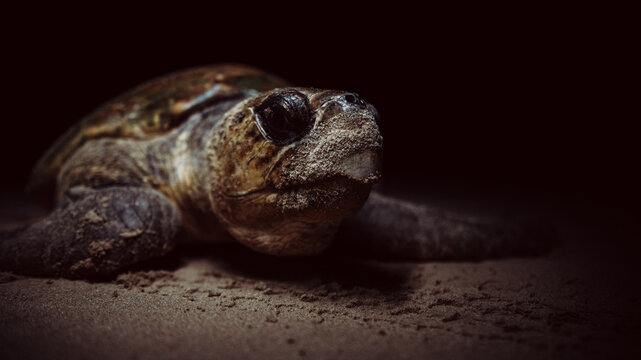 View of a sea turtle resting on the sandy ground, its textured skin contrasting with the smooth sand, a close encounter with nature, Ponta do Ouro, Mozambique.