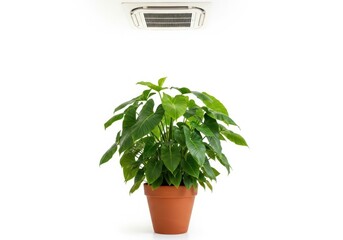 Green potted plant under an air conditioner on a white background.