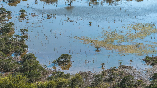 Jan 3 2026 Reed Field Luk Keng Rural Wetland Landscape Hong