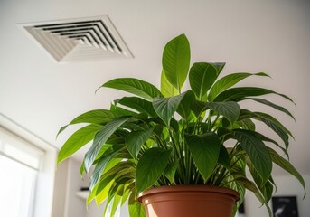 Lush Green Houseplant Underneath a Modern Air Vent on a White Ceiling.
