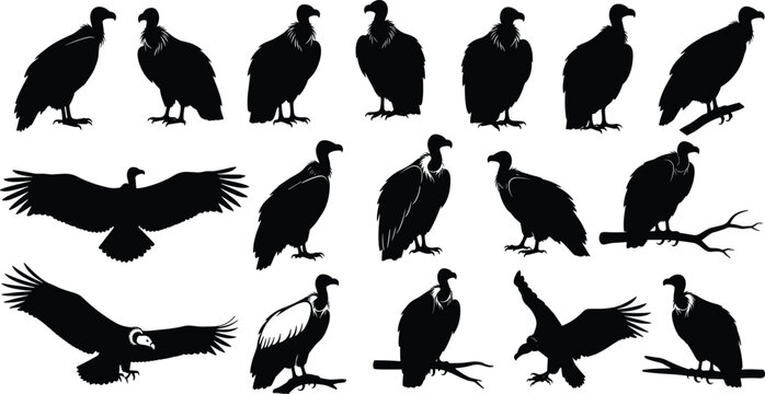 Vulture bird silhouette collection featuring perched and flying scavenger birds in black vector style for wildlife nature illustration ecology education and animal design projects