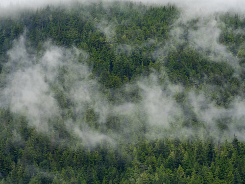 View of ethereal mist dances through a dense forest of evergreens, a silent ballet of nature's breath clinging to the rugged terrain, Ketchikan, Alaska, United States.