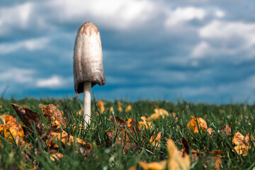 Gros plan sur un champignon coprin chevelu solitaire poussant dans l'herbe et les feuilles d'automne, avec un ciel nuageux
