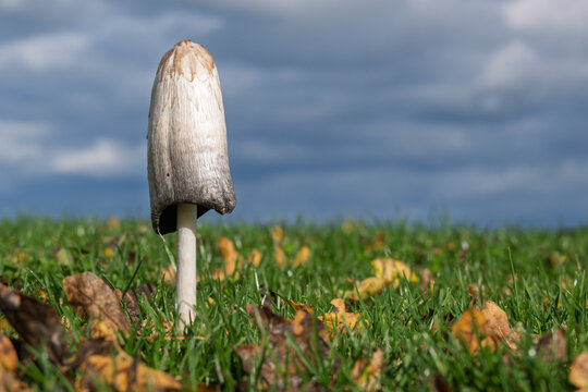 Gros plan sur un champignon coprin chevelu solitaire poussant dans l'herbe et les feuilles d'automne, avec un ciel nuageux
