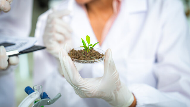 Close-up of scientists holding a young plant in a laboratory, representing sustainability, biotechnology, and clean energy innovation for ESG, green technology, corporate use and communication.