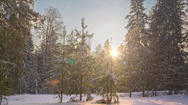 Snowfall in winter in the forest, soft snowy christmas morning with falling snow. Winter landscape. Snow covered trees.