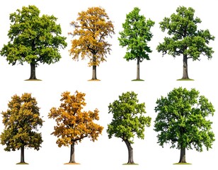 Obraz premium Diverse Tree Collection - A Study in Form and Foliage.