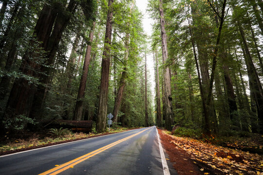 View of a long, dark asphalt road winding through a dense forest of towering redwood trees, their rough bark contrasting with the smooth road, Miranda, California, United States.