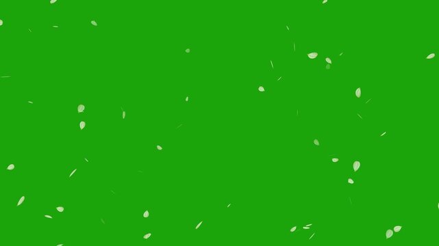Sakura leaves falling on green screen background. Cherry blossom flower pink petals flying random animation. Rose petals drifting in the wind. Celebration concept- Cherry blossom slow fall down.