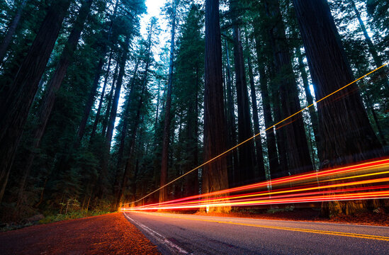 View of streaks of light paint the road as cars speed through towering redwood trees, their dark trunks reaching for the sky, Miranda, California, United States.