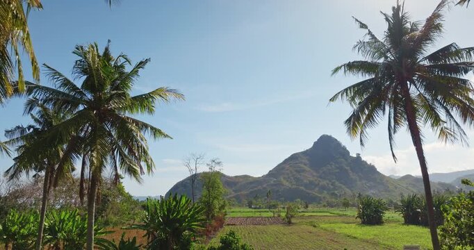 Tropical nature landscape. Lush green rice fields and agricultural land, mountains framed by tall palm trees on clear sunny day in Lombok, Indonesia. Natural background. Drone flight zoom out panorama
