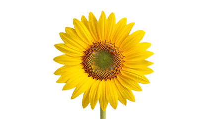 Obraz premium yellow sunflower with detailed petals and textured seed head on a neutral background