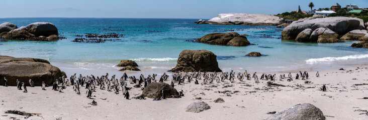 Boulders Beach in Simons Town, Cape Town, South Africa, showcases a lively colony of African penguins strolling along the sandy shore. Visitors enjoy vibrant blue waters and picturesque landscapes. © Fokke Baarssen