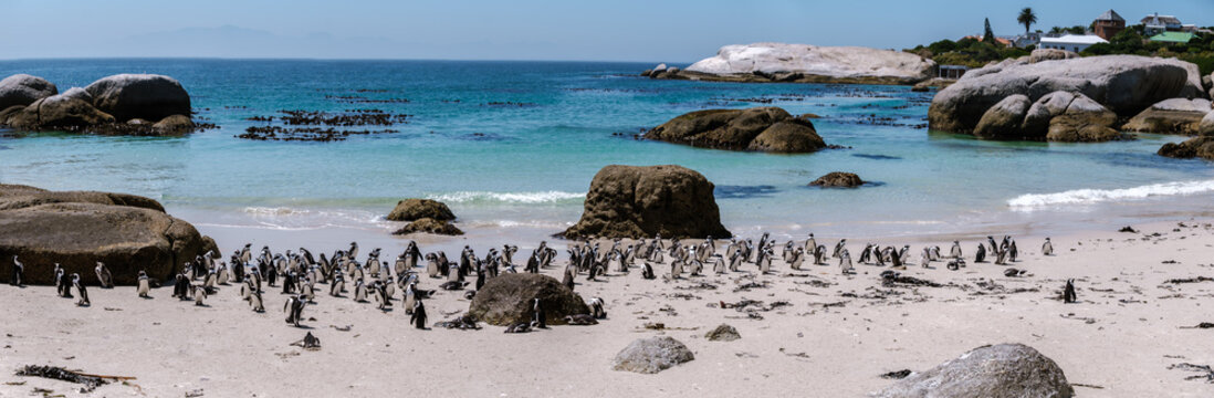 Boulders Beach in Simons Town, Cape Town, South Africa, showcases a lively colony of African penguins strolling along the sandy shore. Visitors enjoy vibrant blue waters and picturesque landscapes.