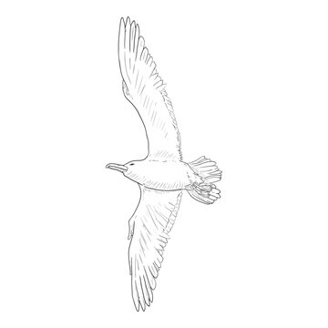 Seagull - Vector Sketch Illustration