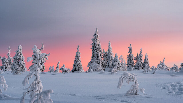 View of snow-laden trees stand in silent vigil under a pastel sky as the cold ground embraces the landscape in a serene winter scene, Posio, Riisitunturi, Finland.