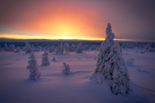View of snow-laden trees stand sentinel beneath a fiery sunset, casting long shadows across the pristine, snow-covered landscape, Posio, Riisitunturi, Finland.