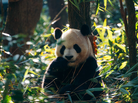 View of a giant panda nestled amongst bamboo stalks, its black and white fur contrasting with the dappled sunlight in Chengdu, Sichuan, China.