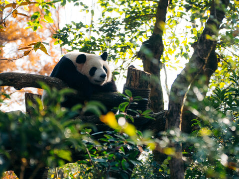 View of a giant panda rests peacefully in the embrace of a tree's branches, amidst a vibrant tapestry of green foliage and dappled sunlight, Chengdu, Sichuan, China.