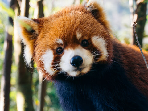 View of a vibrant red panda with its russet fur and striking black legs, nestled amongst the bamboo, showcasing nature's artistry, Chengdu, Sichuan, China.