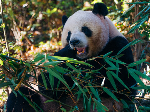 View of a giant panda bear munching bamboo with its mouth open, surrounded by green foliage, in Chengdu Panda Breeding Research Center, Chengdu, Sichuan, China.