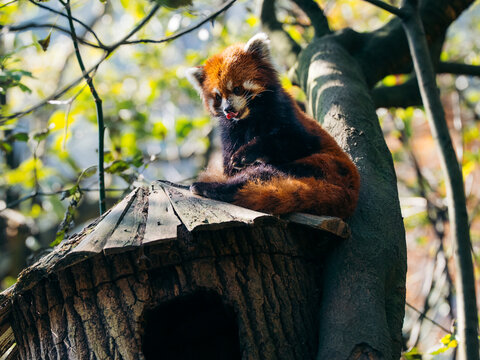 View of a red panda perched atop a rustic wooden structure, tongue playfully out, bathed in dappled sunlight, Chengdu, Sichuan, China.