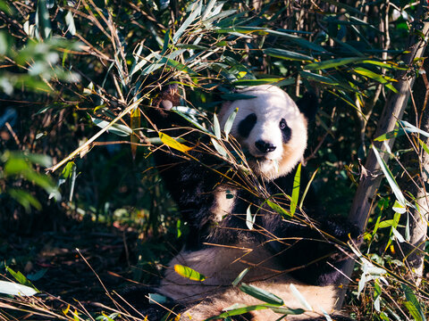 View of a Giant Panda, with its stark black and white fur, munching on vibrant green bamboo leaves in its natural habitat, Chengdu, Sichuan, China.