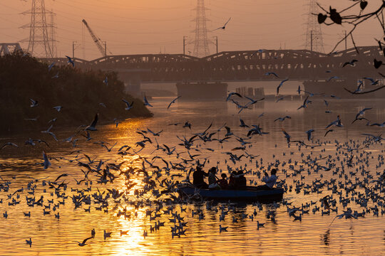 View of a small boat cutting through the golden river as a cloud of birds takes flight against the backdrop of a bridge and power lines, Delhi, India.
