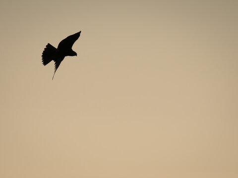 Marsh Harrier Silhouette Hunting in Flight