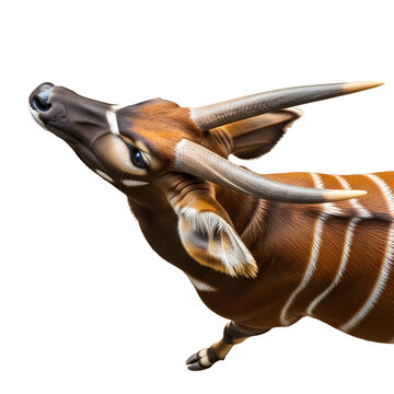 Sitatunga antelope with long horns isolated on transparent background