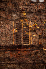 Authentic old window of a traditional Italian house in the Navigli district of Milan, framed by lush green ivy and climbing plants on a weathered historic facade.