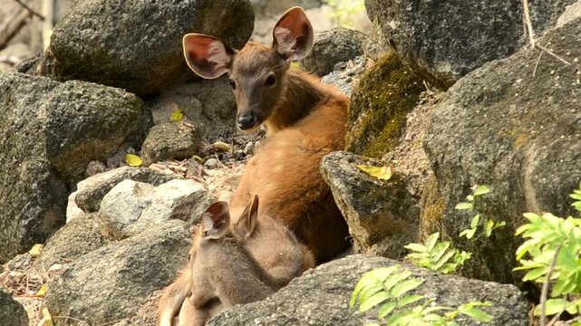 Deer family
