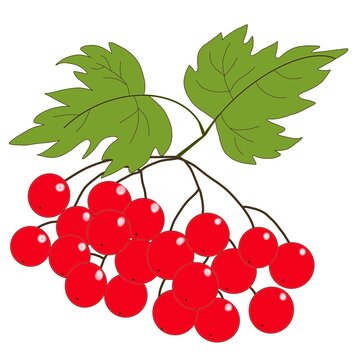 Red viburnum berries branch with green leaves isolated on white background. Botanical vector illustration, natural plant design element for packaging, decoration, print and branding.