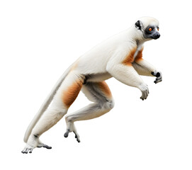 Obraz premium White and orange lemur isolated on transparent background