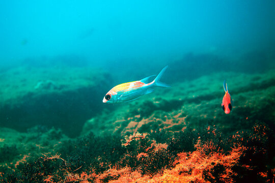 Underwater close-up of a Squirrelfish swimming over a rocky reef in blue ocean